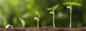 CarsonAllaria Charitable Giving Strategies